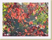 2005-10-28 13-40-44 DeYeuro 112,7mm 1_60_eme F6,3 * 2048 x 1536 * (1.13MB)